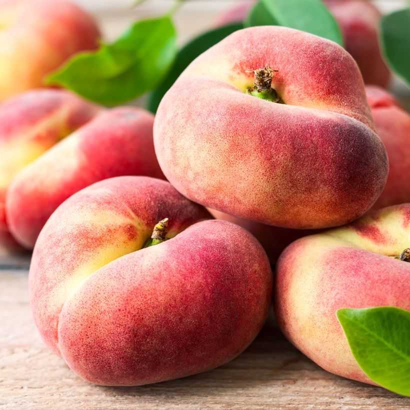 Zwerg-Pfirsich Fruit Me Peach Me Donut - Prunus persica (Harvest)