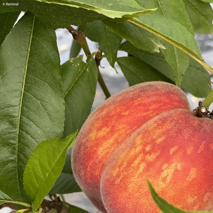 Zwerg-Pfirsich Fruit Me Peach Me Red - Prunus persica (Foliage)