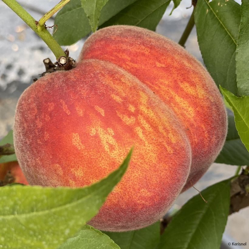 Zwerg-Pfirsich Fruit Me Peach Me Red - Prunus persica (Harvest)