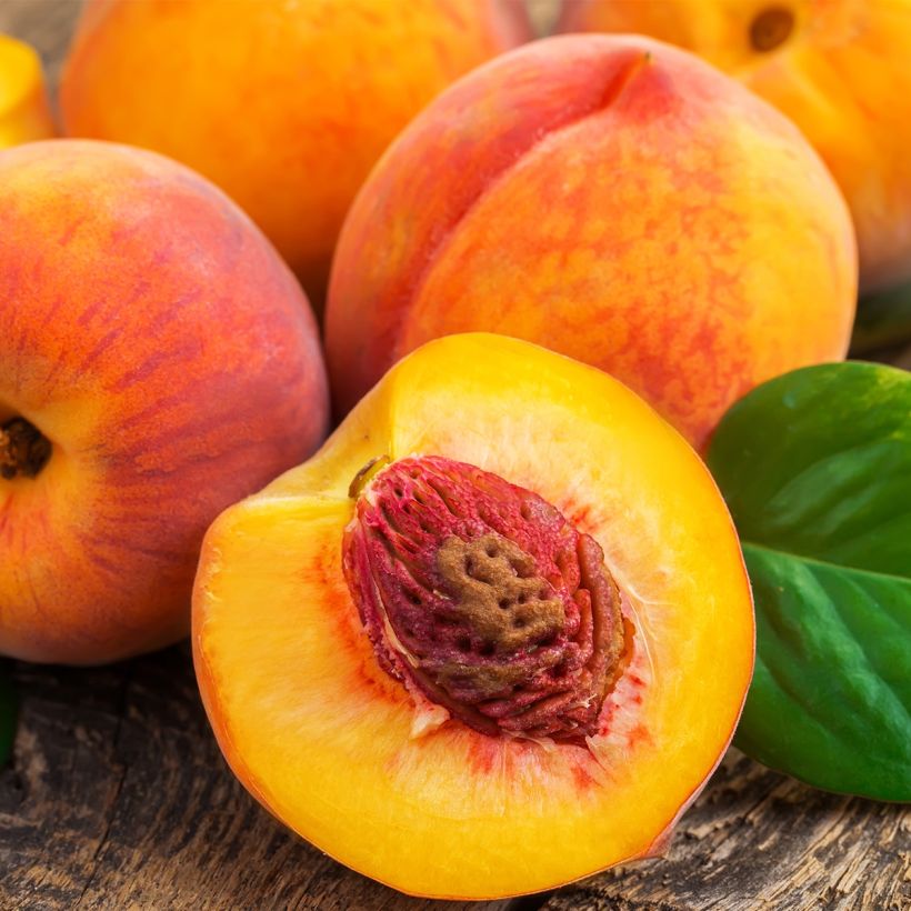 Zwerg-Pfirsich Fruit Me Peach Me Yellow - Prunus persica (Harvest)