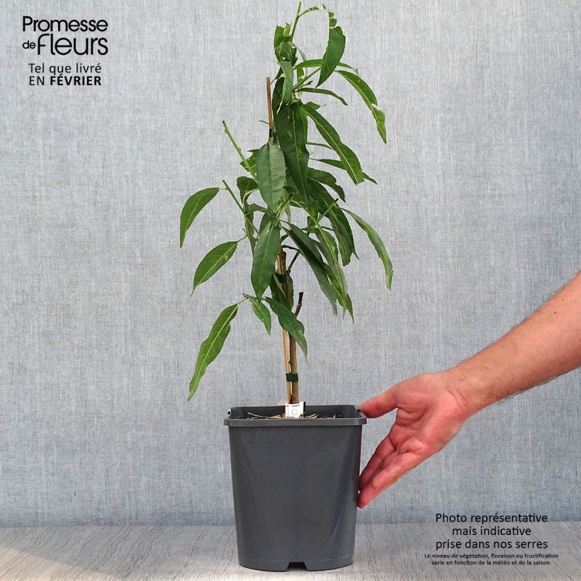 Example of Zwerg-Pfirsich Ice Peach Gelo Fruit Me - Prunus persica Topf mit 4L/5L, Zwergform as you get in automne