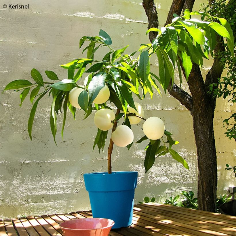 Zwerg-Pfirsich Ice Peach Gelo Fruit Me - Prunus persica (Plant habit)