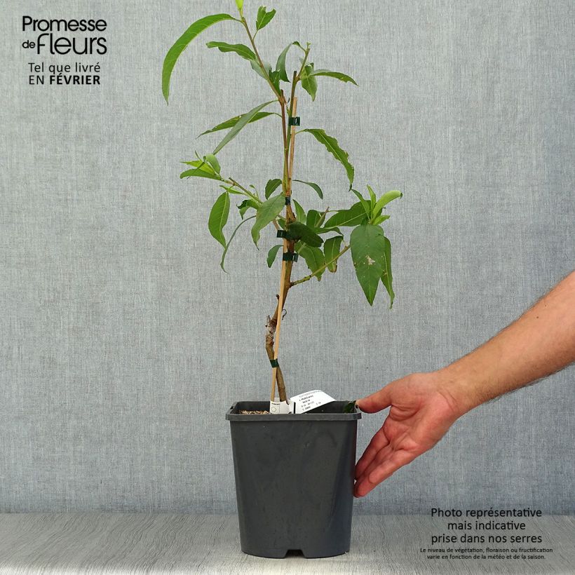 Example of Zwerg-Nektarine Fruit Me Necta Me - Prunus persica Topf mit 4L/5L, Zwergform as you get in automne