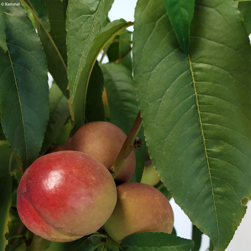 Zwerg-Nektarine Fruit Me Necta Me - Prunus persica (Foliage)