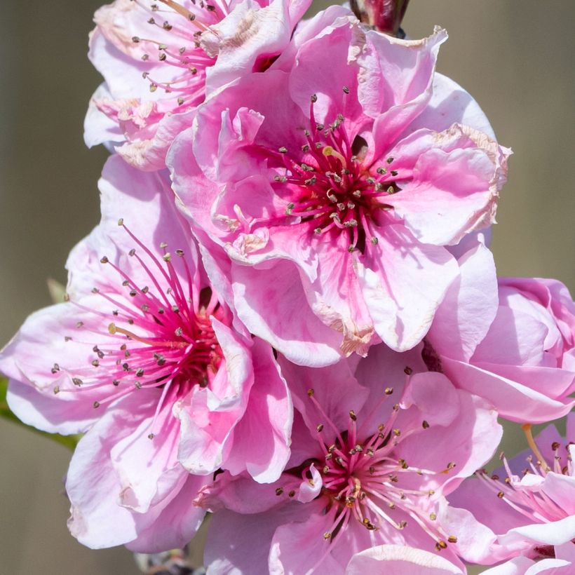 Zwerg-Nektarine Fruit Me Necta Me - Prunus persica (Flowering)