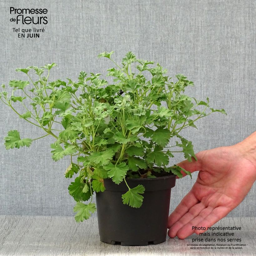 Example of Duftende Pelargonie Ardwick Cinnamon - Pelargonium Topf mit 1,5L/2L as you get in ete