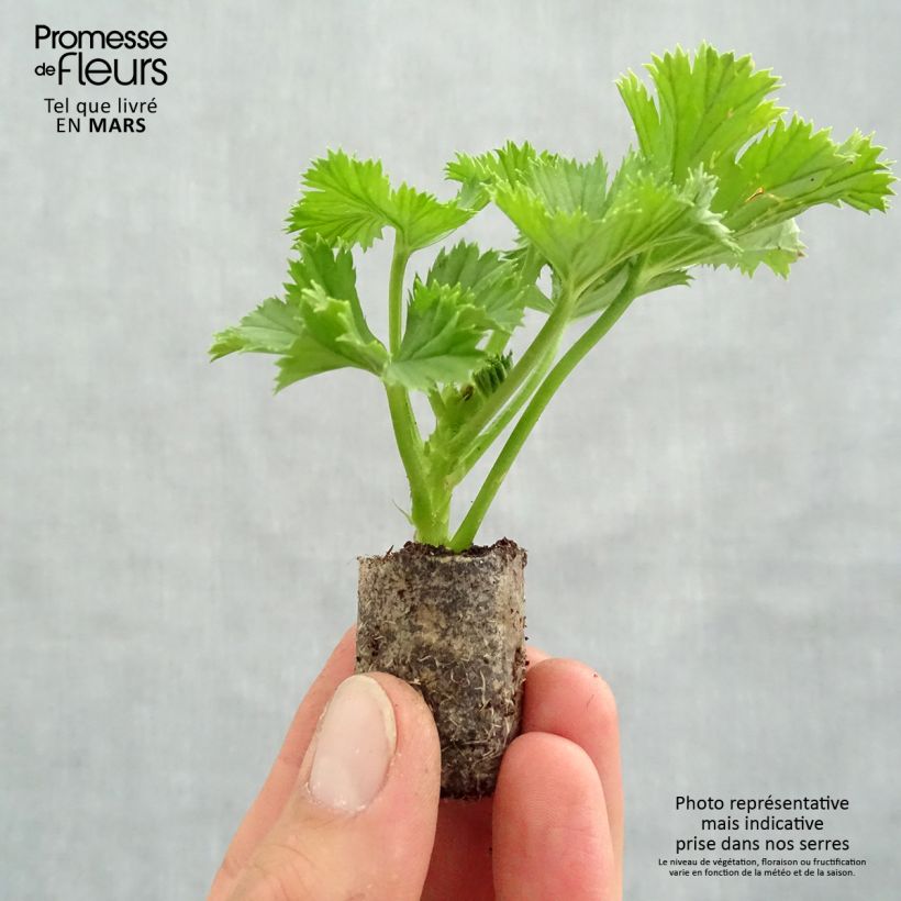 Example of Zonal-Pelargonie Bermuda Merlot - Pelargonium Mini-Plug Ø 3/4 cm as you get in printemps