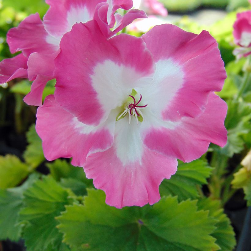 Großblütige Pelargonie Bermuda Pink - Pelargonium (Flowering)