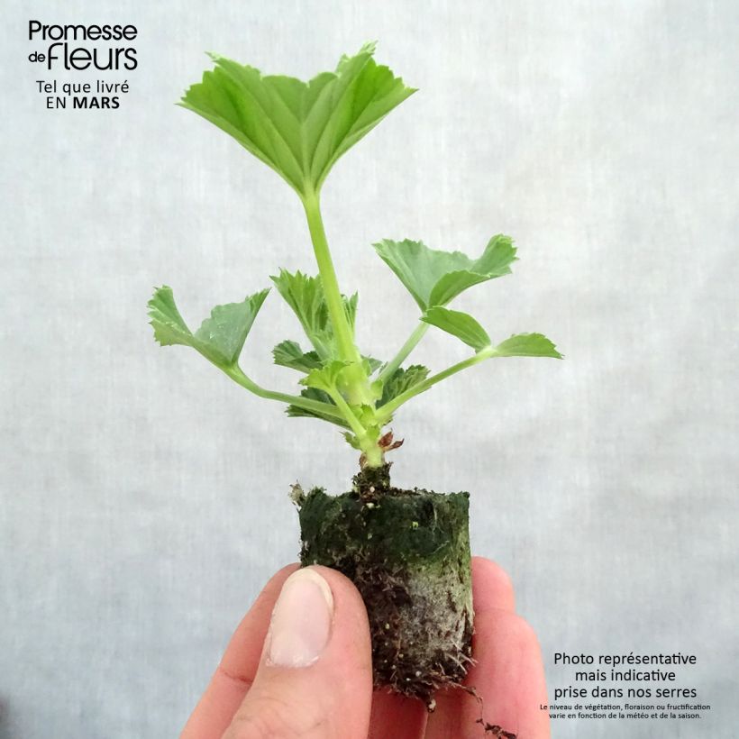Example of Großblütige Pelargonie Burghi - Pelargonium Mini-Plug Ø 3/4 cm as you get in printemps