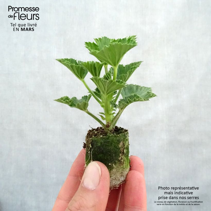 Example of Großblütige Pelargonie Cynthia - Pelargonium Mini-Plug Ø 3/4 cm as you get in printemps