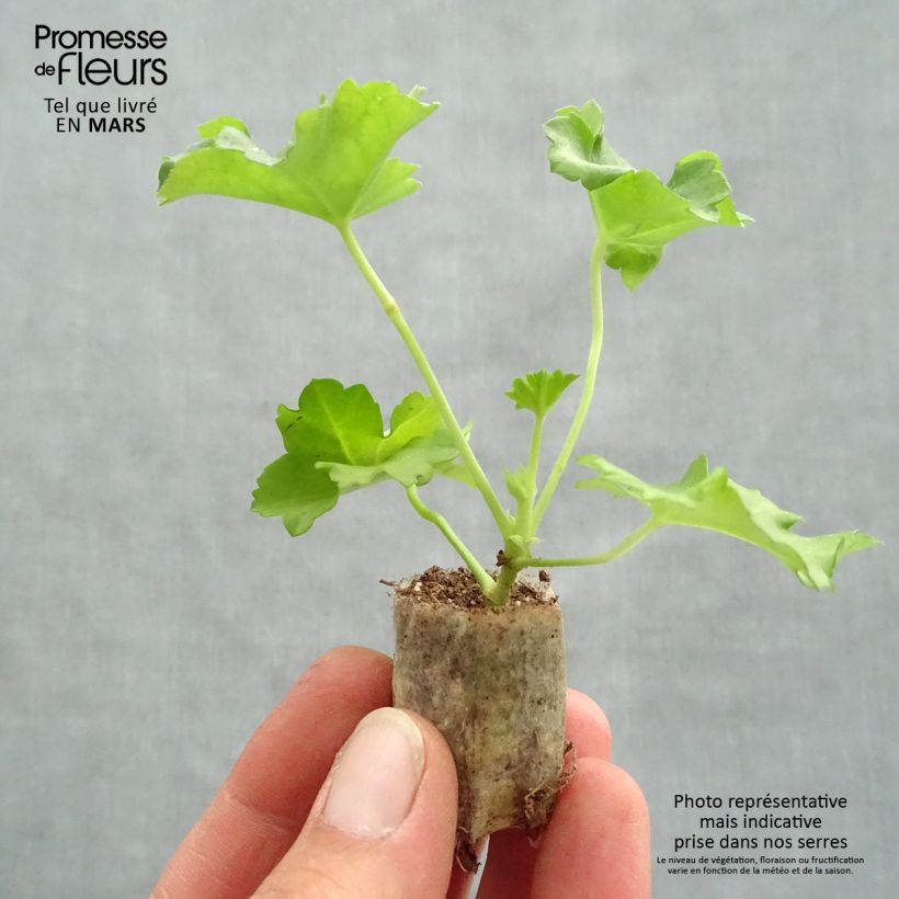Example of Hängegeranie Double Apricot Salmon Orange - Pelargonium Mini-Plug Ø 3/4 cm as you get in printemps