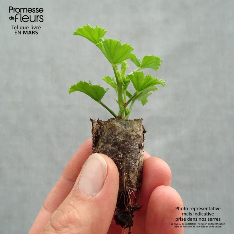 Example of Englische Geranie Angel Eyes Bicolor Purple White - Pelargonium Mini-Plug Ø 1,5/2,5 cm as you get in printemps