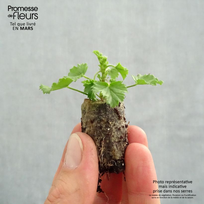 Example of Englische Geranie Angel Eyes Magenta - Pelargonium Mini-Plug Ø 3/4 cm as you get in printemps