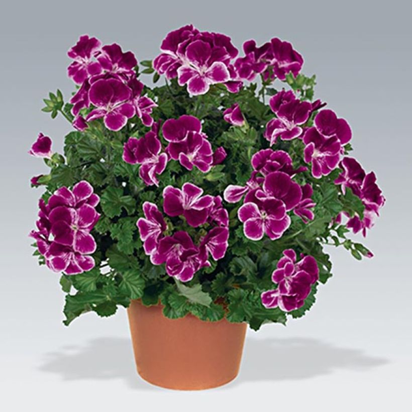 Englische Geranie Angeleyes Burgundy - Pelargonium (Plant habit)