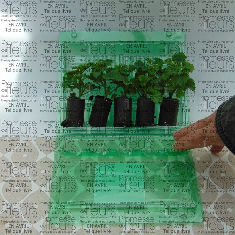 Example of Englische Geranie Angeleyes Burgundy - Pelargonium Mini-Plug Ø 3/4 cm as you get