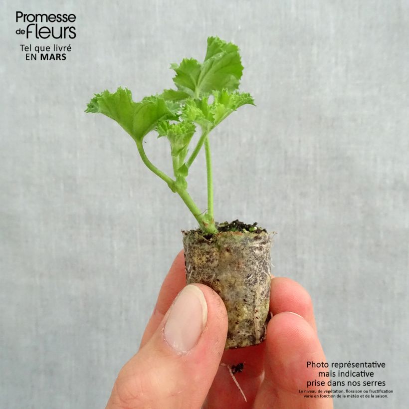 Example of Englische Geranie Angel's Perfume - Pelargonium Mini-Plug Ø 3/4 cm as you get in printemps