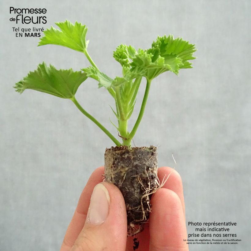 Example of Englische Geranie Candy Flowers Peach Cloud - Pelargonium Mini-Plug Ø 3/4 cm as you get in printemps
