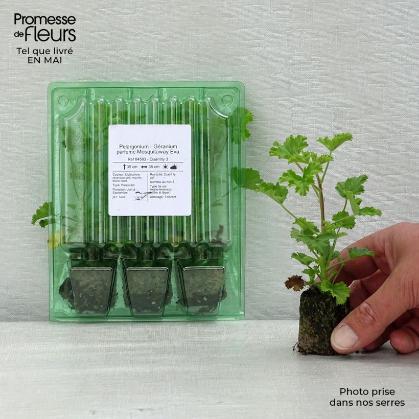 Example of Duftende Pelargonie Mosquitaway Eva - Pelargonium Mini-Plug Ø 3/4 cm as you get in printemps