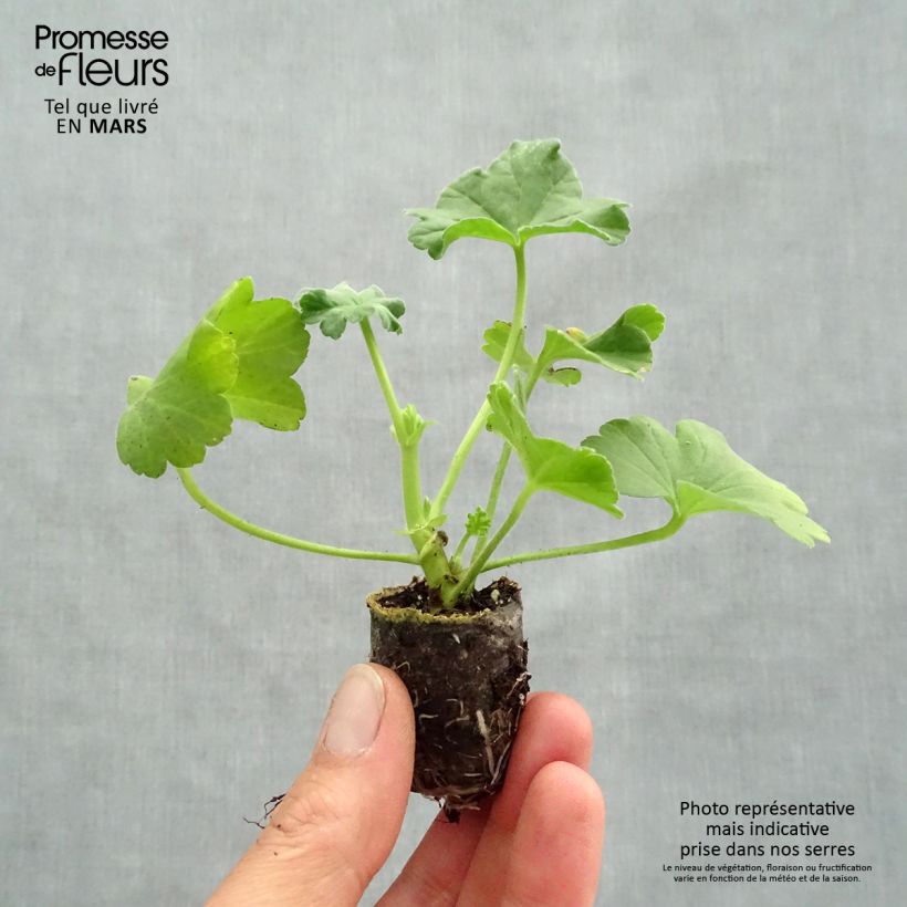 Example of Duftende Pelargonie Orange Fizz - Pelargonium Mini-Plug Ø 1,5/2,5 cm as you get in printemps
