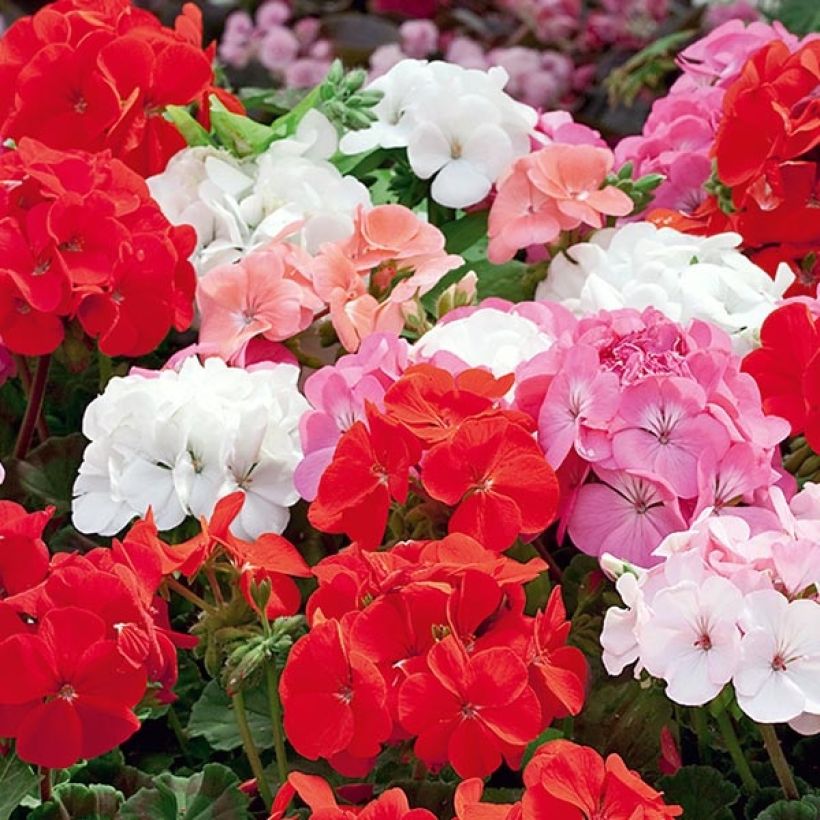 Zonal-Pelargonie Inspire Mix - Pelargonium (Flowering)