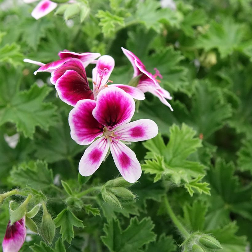 Duftende Pelargonie Mosquitaway Eva - Pelargonium (Blüte)