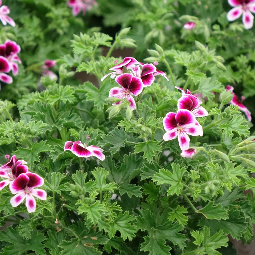 Duftende Pelargonie Mosquitaway Eva - Pelargonium (Hafen)