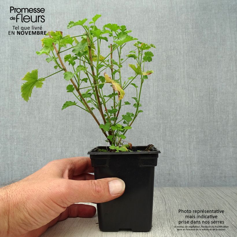 Example of Prince Of Orange - Pelargonium citriodorum Kleine Töpfe von 7/8 cm as you get in automne