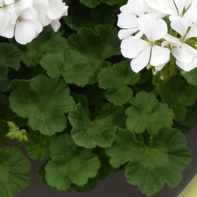 Zonal-Pelargonie TwoinOne White - Pelargonium (Foliage)