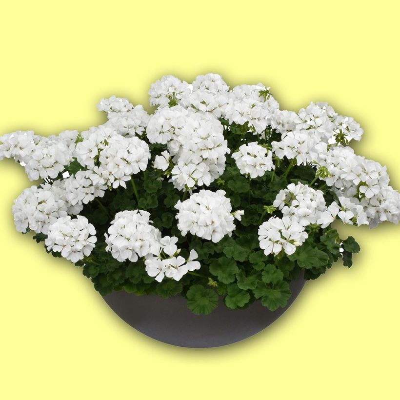 Zonal-Pelargonie TwoinOne White - Pelargonium (Plant habit)