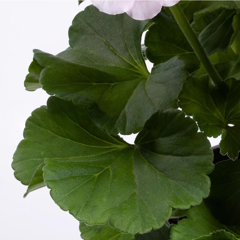 Zonal-Pelargonie TwoinOne White Splash - Pelargonium (Foliage)