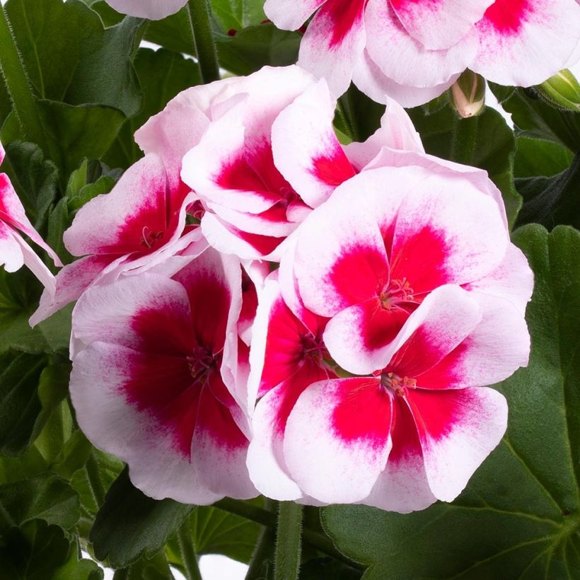 Zonal-Pelargonie TwoinOne White Splash - Pelargonium (Flowering)