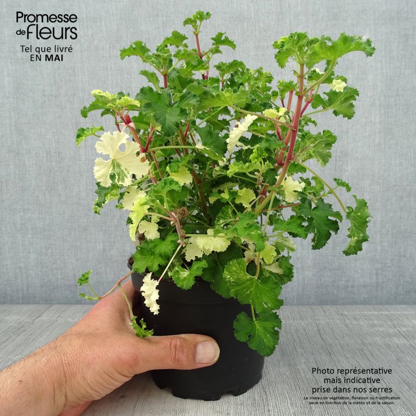Exemplar von Duftende Pelargonie Peach Cream - Pelargonium crispum Topf mit 1,5L/2L wie im Frühjahr geliefert