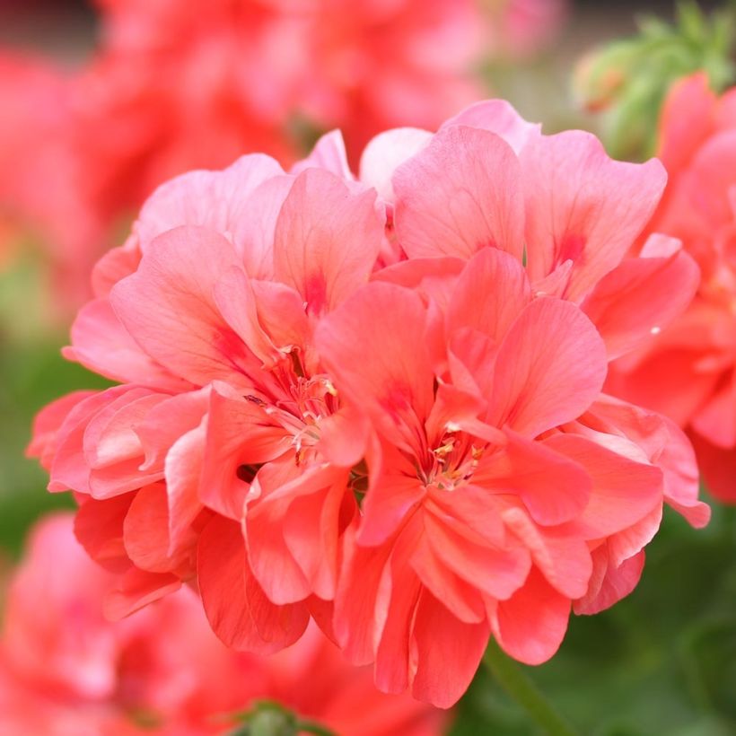 Hängegeranie Double Apricot - Pelargonium (Flowering)