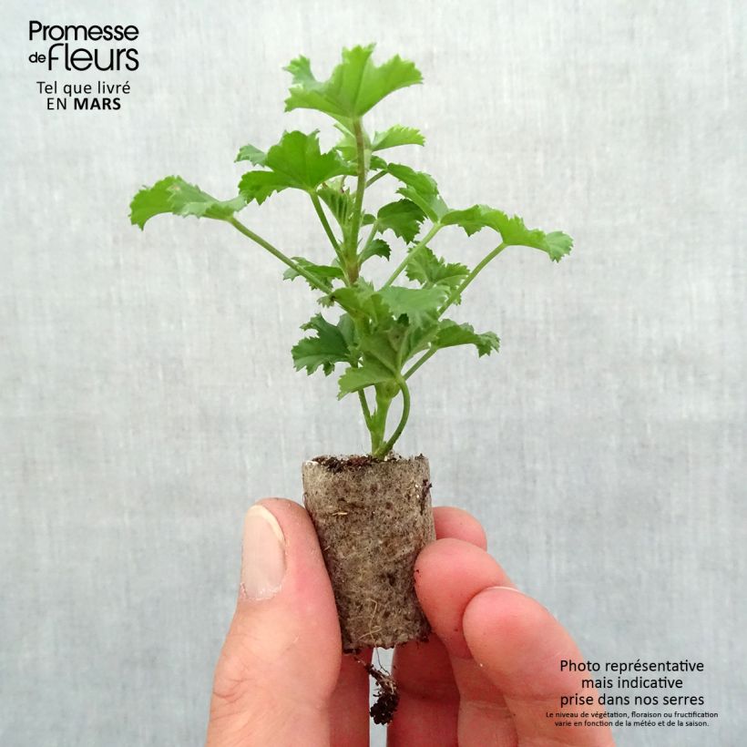 Example of Großblütige Pelargonie Elegance Fenna - Pelargonium Mini-Plug Ø 1,5/2,5 cm as you get in printemps