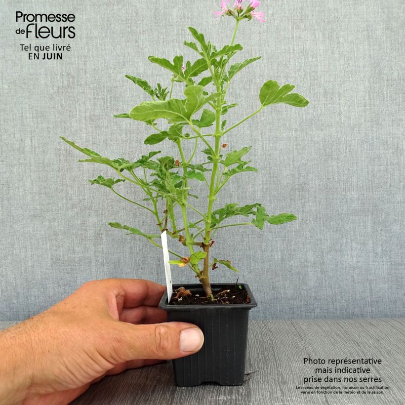 Example of Duftende Pelargonie Brunswick - Pelargonium Kleine Töpfe von 8/9 cm as you get in ete