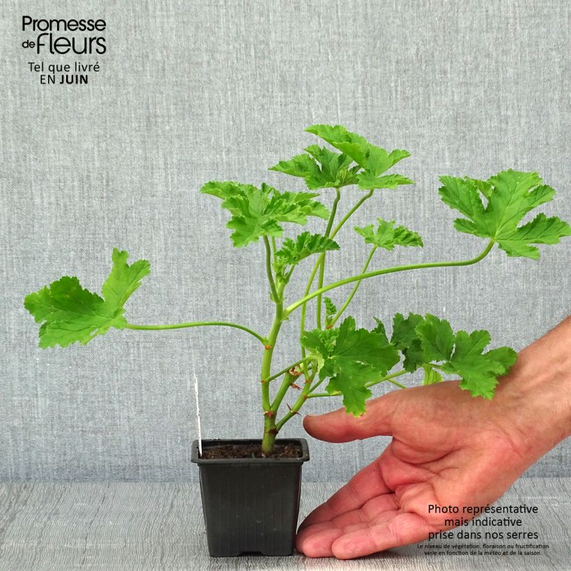 Exemplar von Duftende Pelargonie Brunswick - Pelargonium Kleine Töpfe von 8/9 cm wie im Frühjahr geliefert