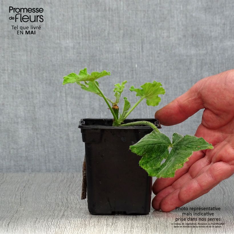 Exemplar von Duftende Pelargonie Chocolate - Pelargonium Kleine Töpfe von 7/8 cm wie im Frühjahr geliefert