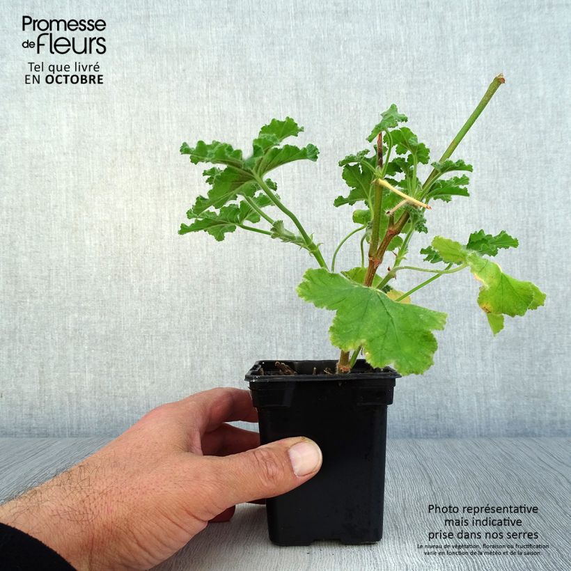 Example of Duftende Pelargonie Endsleigh - Pelargonium Kleine Töpfe von 7/8 cm as you get in automne