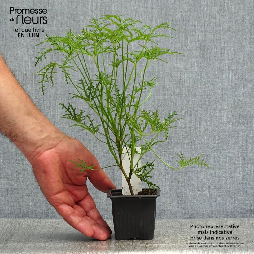 Example of Duftende Pelargonie Filicifolium - Pelargonium denticulatum Kleine Töpfe von 7/8 cm as you get in ete