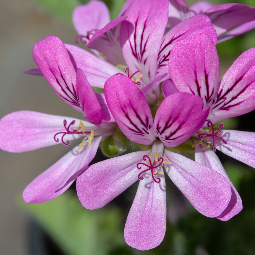 Duftende Pelargonie Pink Capricorn - Pelargonium capitatum (Blüte)