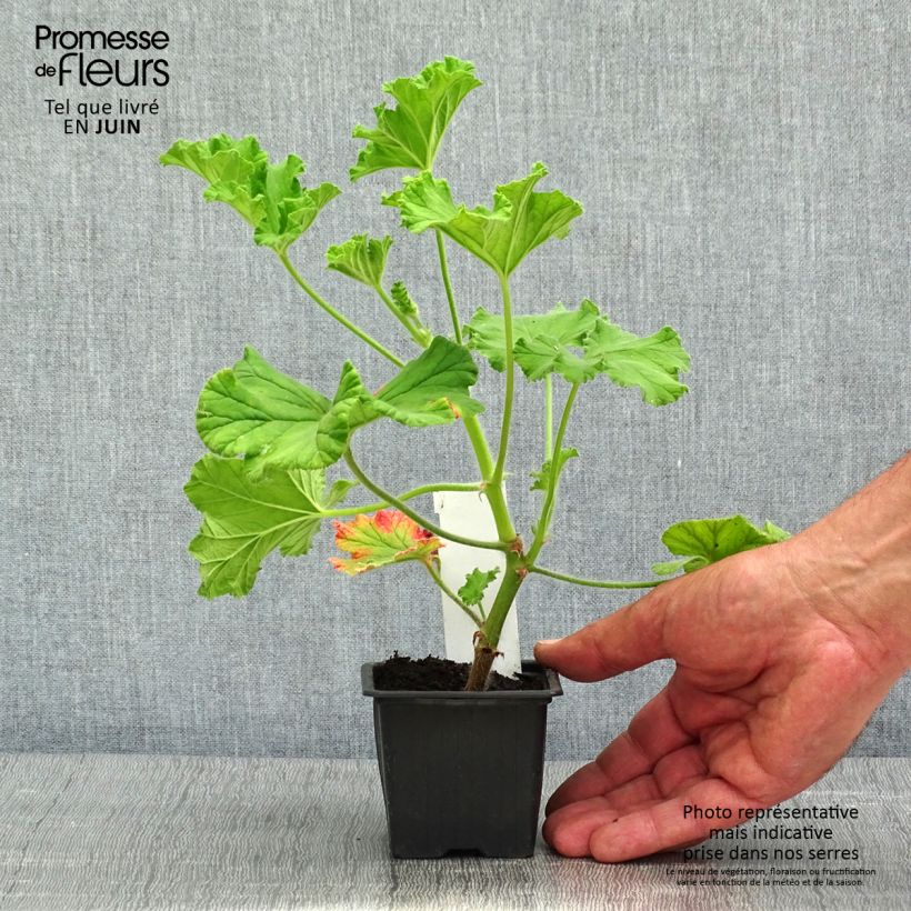 Example of Duftende Pelargonie Purple Unique - Pelargonium Kleine Töpfe von 8/9 cm as you get in printemps