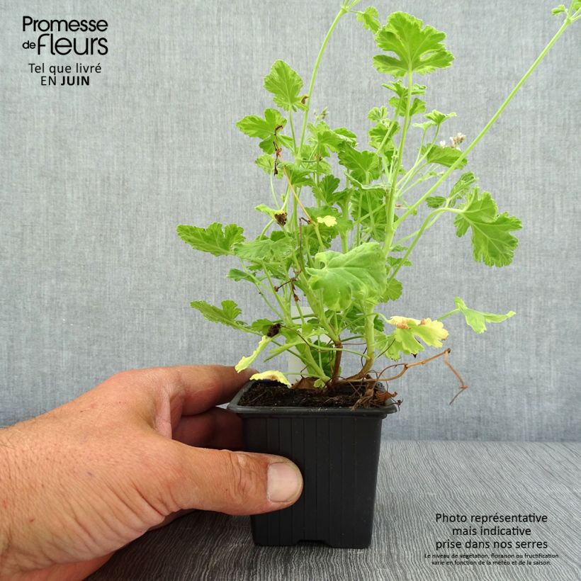 Example of Duftende Pelargonie Variegatum - Pelargonium fragrans Kleine Töpfe von 8/9 cm as you get in ete