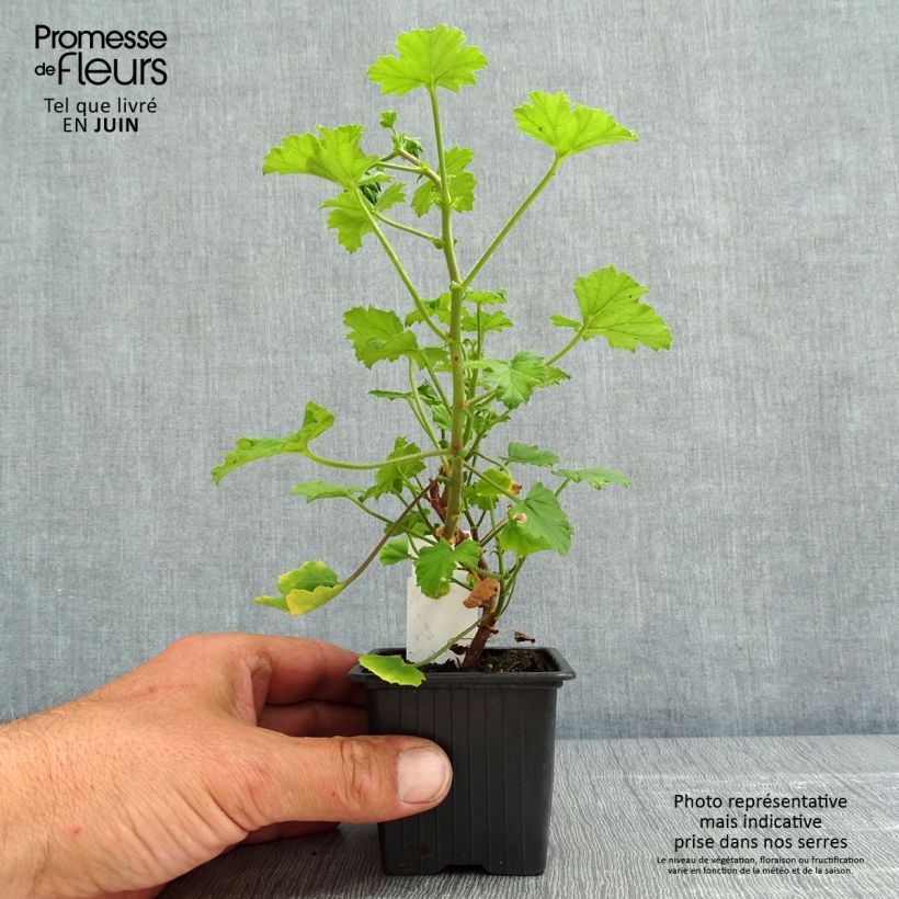 Example of Pelargonium greytonense - Duftende Pelargonie Kleine Töpfe von 8/9 cm as you get in printemps