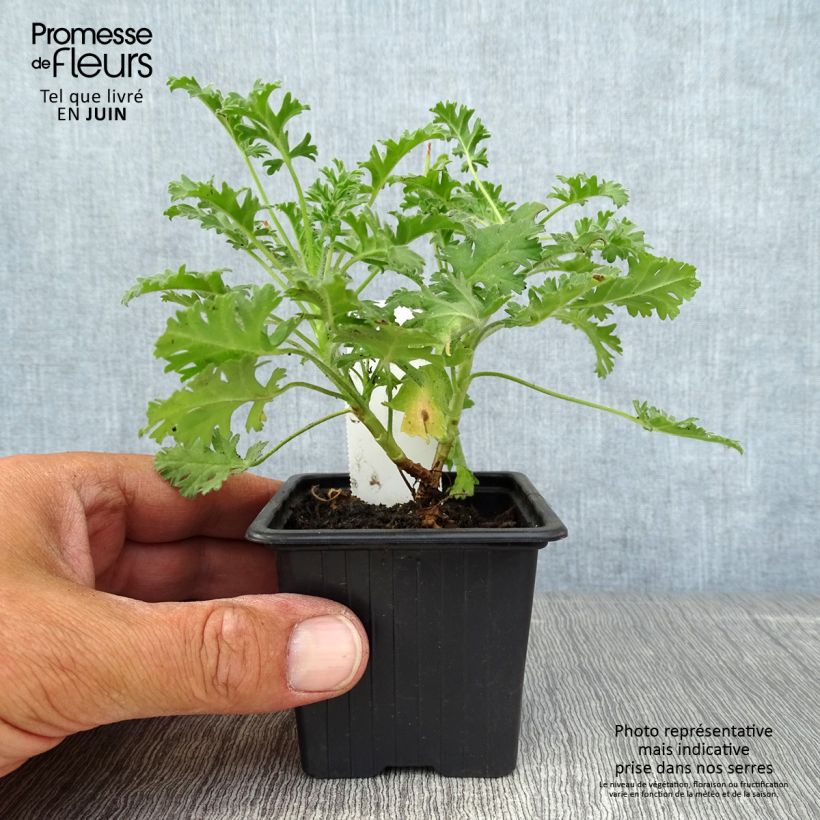 Example of Pelargonium ionidiflorum - Duftende Pelargonie Kleine Töpfe von 8/9 cm as you get in ete