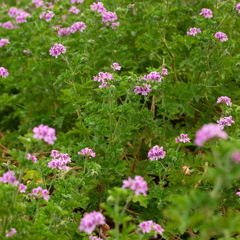 Duftende Pelargonie - Pelargonium quercifolium (Hafen)