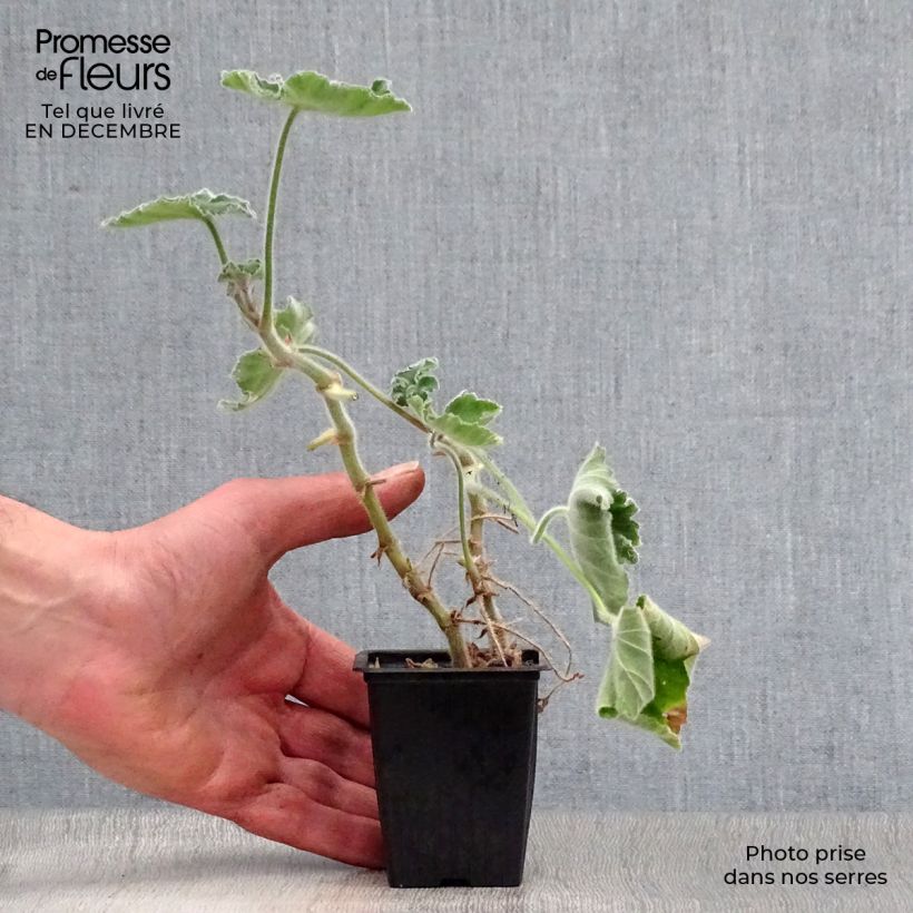 Exemplar von Duftende Pelargonie - Pelargonium tomentosum Kleine Töpfe von 7/8 cm wie im Winter geliefert