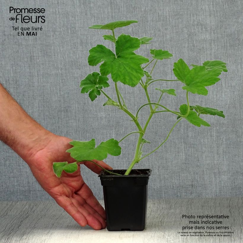 Exemplar von Duftende Pelargonie - Pelargonium tomentosum Kleine Töpfe von 7/8 cm wie im Frühjahr geliefert