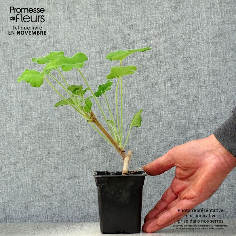 Example of Duftende Pelargonie - Pelargonium tomentosum Kleine Töpfe von 7/8 cm as you get in automne