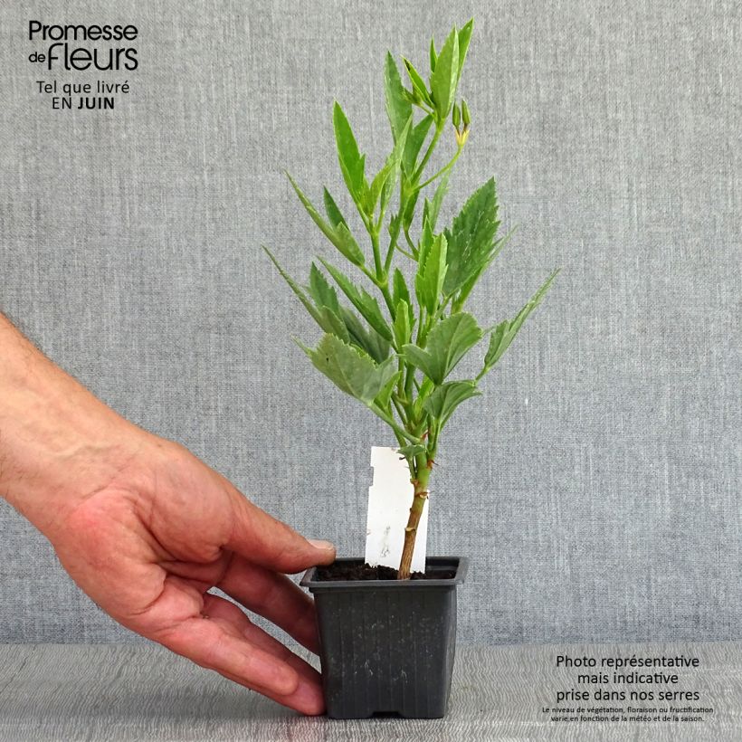 Exemplar von Pelargonium tricuspidatum Kleine Töpfe von 8/9 cm wie im Frühjahr geliefert