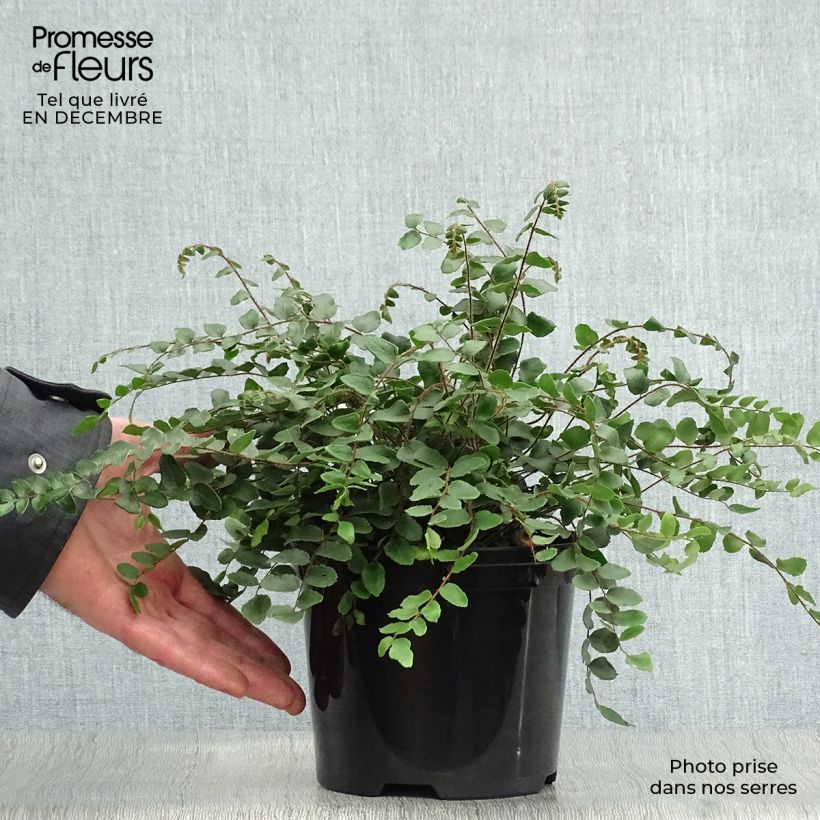 Exemplar von Pellaea rotundifolia - Pellaea Topf mit 2L/3L wie im Winter geliefert